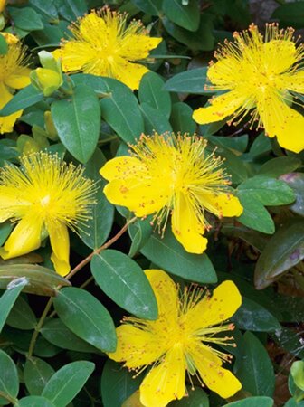 Hypericum calycinum geen maat specificatie 0,55L/P9cm - afbeelding 5