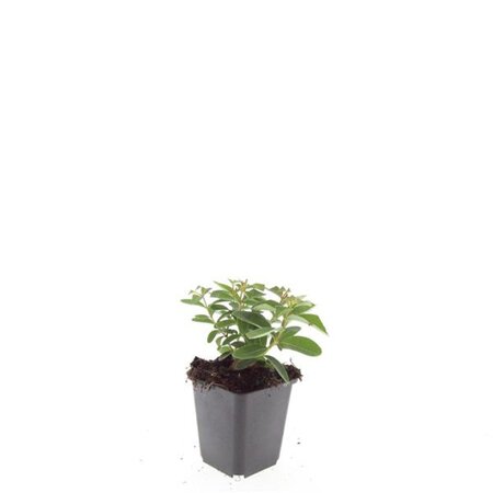 Hypericum calycinum geen maat specificatie 0,55L/P9cm - afbeelding 7