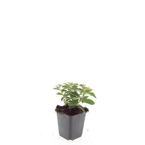 Hypericum calycinum geen maat specificatie 0,55L/P9cm - afbeelding 7