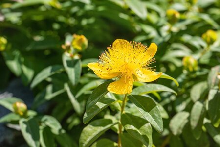 Hypericum calycinum geen maat specificatie 0,55L/P9cm - afbeelding 2