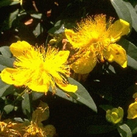 Hypericum calycinum geen maat specificatie 0,55L/P9cm - afbeelding 6