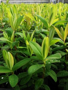 Hypericum calycinum geen maat specificatie 0,55L/P9cm - afbeelding 7