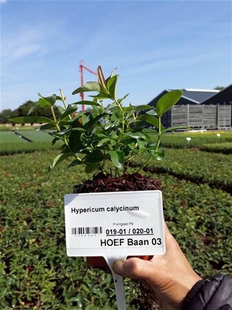 Hypericum calycinum geen maat specificatie 0,55L/P9cm - afbeelding 4