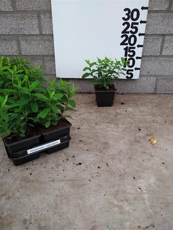 Hypericum calycinum geen maat specificatie 0,55L/P9cm - afbeelding 5