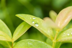 Hypericum calycinum geen maat specificatie 0,55L/P9cm - afbeelding 3