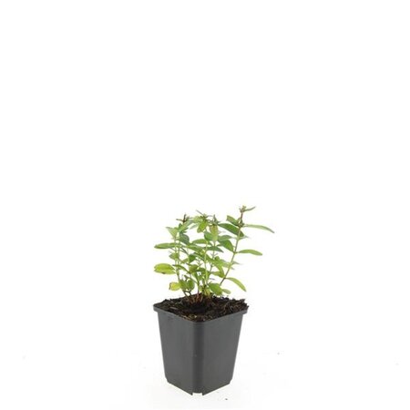 Hypericum calycinum geen maat specificatie 0,55L/P9cm - afbeelding 8