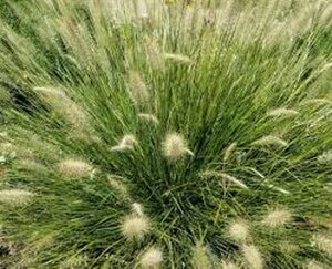 Pennisetum al. 'Little Bunny' geen maat specificatie 0,55L/P9cm - afbeelding 2