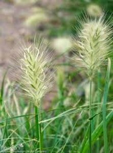 Pennisetum al. 'Little Bunny' geen maat specificatie 0,55L/P9cm - afbeelding 3