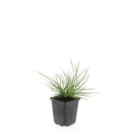 Pennisetum al. 'Little Bunny' geen maat specificatie 0,55L/P9cm - afbeelding 13