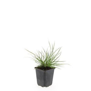 Pennisetum al. 'Little Bunny' geen maat specificatie 0,55L/P9cm - afbeelding 13