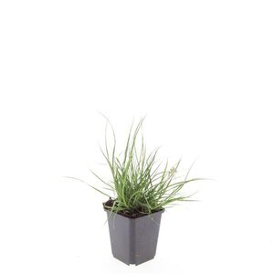 Pennisetum al. 'Little Bunny' geen maat specificatie 0,55L/P9cm - afbeelding 8