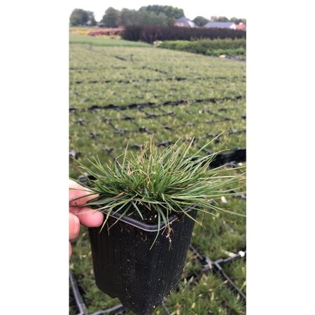 Pennisetum al. 'Little Bunny' geen maat specificatie 0,55L/P9cm - afbeelding 10