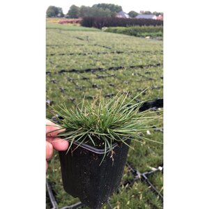 Pennisetum al. 'Little Bunny' geen maat specificatie 0,55L/P9cm - afbeelding 10
