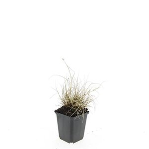 Pennisetum al. 'Little Bunny' geen maat specificatie 0,55L/P9cm - afbeelding 7