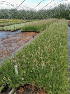 Pennisetum al. 'Little Bunny' geen maat specificatie 0,55L/P9cm - afbeelding 12