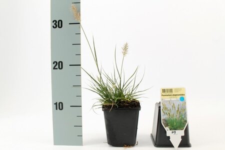 Pennisetum al. 'Little Bunny' geen maat specificatie 0,55L/P9cm - afbeelding 9