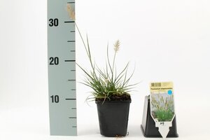 Pennisetum al. 'Little Bunny' geen maat specificatie 0,55L/P9cm - afbeelding 9