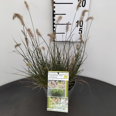 Pennisetum al. 'Little Bunny' geen maat specificatie 0,55L/P9cm - afbeelding 3