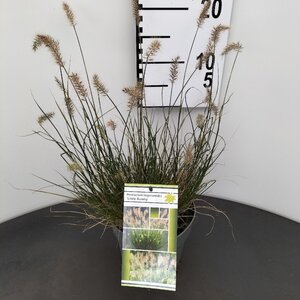 Pennisetum al. 'Little Bunny' geen maat specificatie 0,55L/P9cm - afbeelding 3