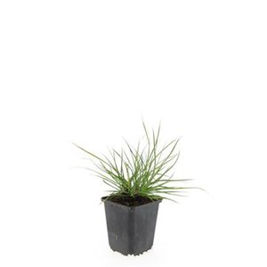 Pennisetum al. 'Little Bunny' geen maat specificatie 0,55L/P9cm - afbeelding 6