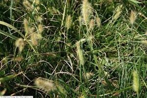 Pennisetum al. 'Little Bunny' geen maat specificatie 0,55L/P9cm - afbeelding 5