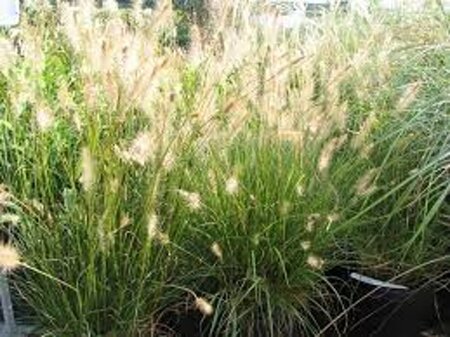 Pennisetum al. 'Little Bunny' geen maat specificatie 0,55L/P9cm - afbeelding 6