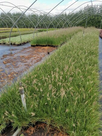 Pennisetum al. 'Little Bunny' geen maat specificatie 0,55L/P9cm - afbeelding 2