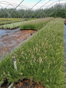Pennisetum al. 'Little Bunny' geen maat specificatie 0,55L/P9cm - afbeelding 2