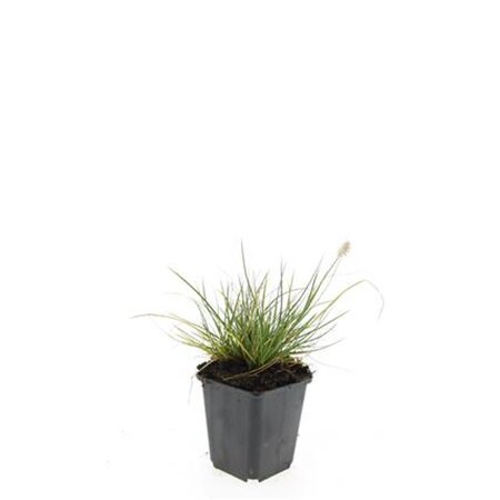 Pennisetum al. 'Little Bunny' geen maat specificatie 0,55L/P9cm - afbeelding 5