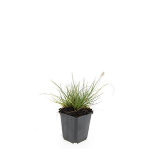 Pennisetum al. 'Little Bunny' geen maat specificatie 0,55L/P9cm - afbeelding 5