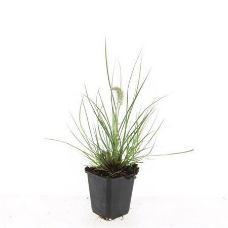 Pennisetum al. 'Little Bunny' geen maat specificatie 0,55L/P9cm - afbeelding 4