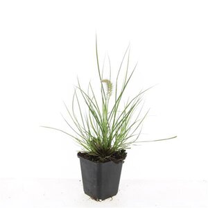Pennisetum al. 'Little Bunny' geen maat specificatie 0,55L/P9cm - afbeelding 4