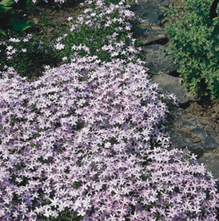Phlox (S) 'Emerald Cushion Blue' geen maat specificatie 0,55L/P9cm - afbeelding 4