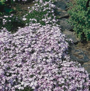 Phlox (S) 'Emerald Cushion Blue' geen maat specificatie 0,55L/P9cm - afbeelding 4