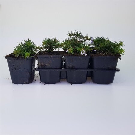 Phlox (S) 'Emerald Cushion Blue' geen maat specificatie 0,55L/P9cm - afbeelding 8