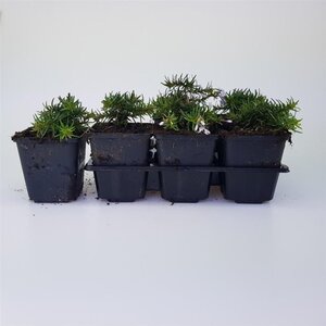 Phlox (S) 'Emerald Cushion Blue' geen maat specificatie 0,55L/P9cm - afbeelding 8