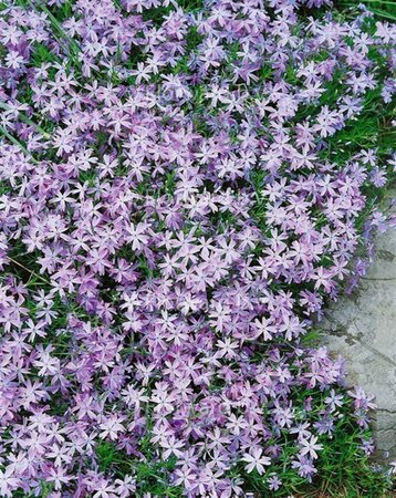 Phlox (S) 'Emerald Cushion Blue' geen maat specificatie 0,55L/P9cm - afbeelding 5
