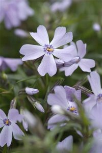 Phlox (S) 'Emerald Cushion Blue' geen maat specificatie 0,55L/P9cm - afbeelding 6