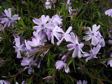 Phlox (S) 'Emerald Cushion Blue' geen maat specificatie 0,55L/P9cm - afbeelding 5