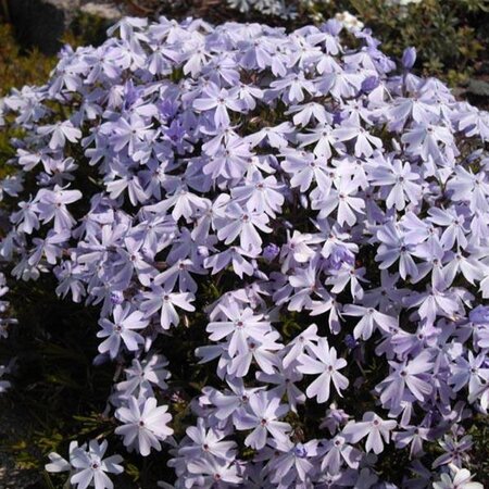 Phlox (S) 'Emerald Cushion Blue' geen maat specificatie 0,55L/P9cm - afbeelding 7