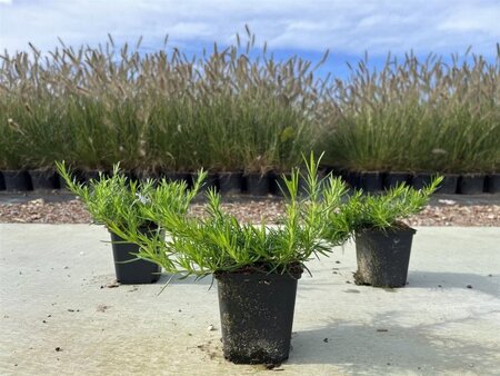 Phlox (S) 'Emerald Cushion Blue' geen maat specificatie 0,55L/P9cm - afbeelding 4