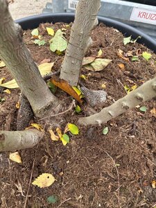 Ulmus minor = carpinifolia= campestris 300-350 cm cont. 150L meerstammig