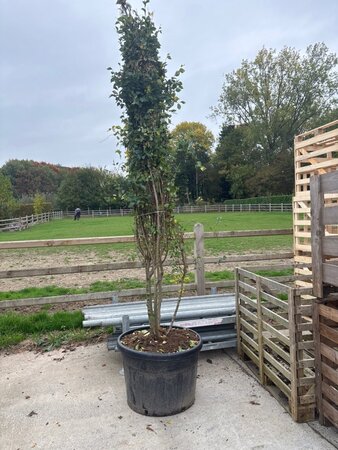 Ulmus minor = carpinifolia= campestris 300-350 cm cont. 150L meerstammig - afbeelding 2