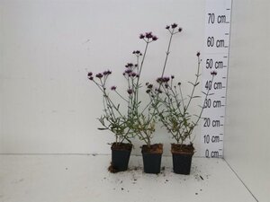 Verbena bon. 'Lollipop' geen maat specificatie 0,55L/P9cm - afbeelding 5