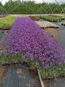 Verbena bon. 'Lollipop' geen maat specificatie 0,55L/P9cm - afbeelding 9