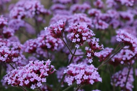 Verbena bonariensis geen maat specificatie 0,55L/P9cm - afbeelding 8