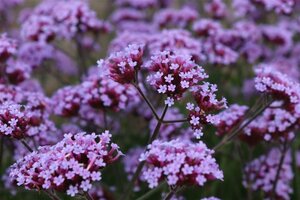 Verbena bonariensis geen maat specificatie 0,55L/P9cm - afbeelding 8