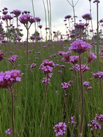 Verbena bonariensis geen maat specificatie 0,55L/P9cm - afbeelding 22