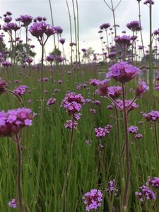 Verbena bonariensis geen maat specificatie 0,55L/P9cm - afbeelding 22