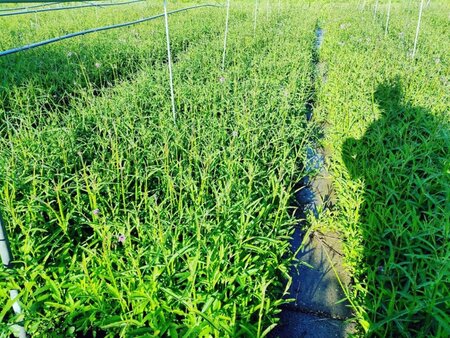 Verbena bonariensis geen maat specificatie 0,55L/P9cm - afbeelding 16